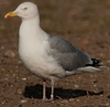 adult argenteus in April, ringed in Belgium.